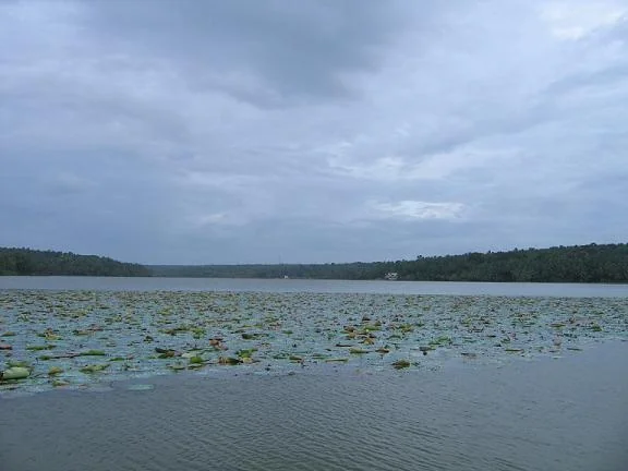 Vellayani Lake